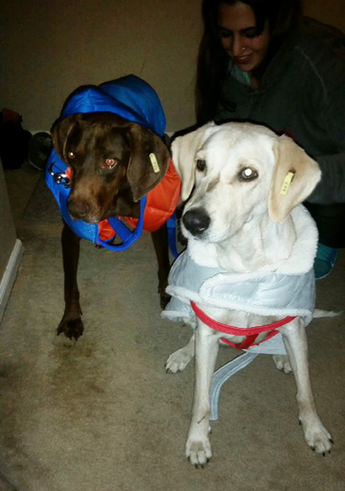 A Success Story from EMU’s Stray Animals Project