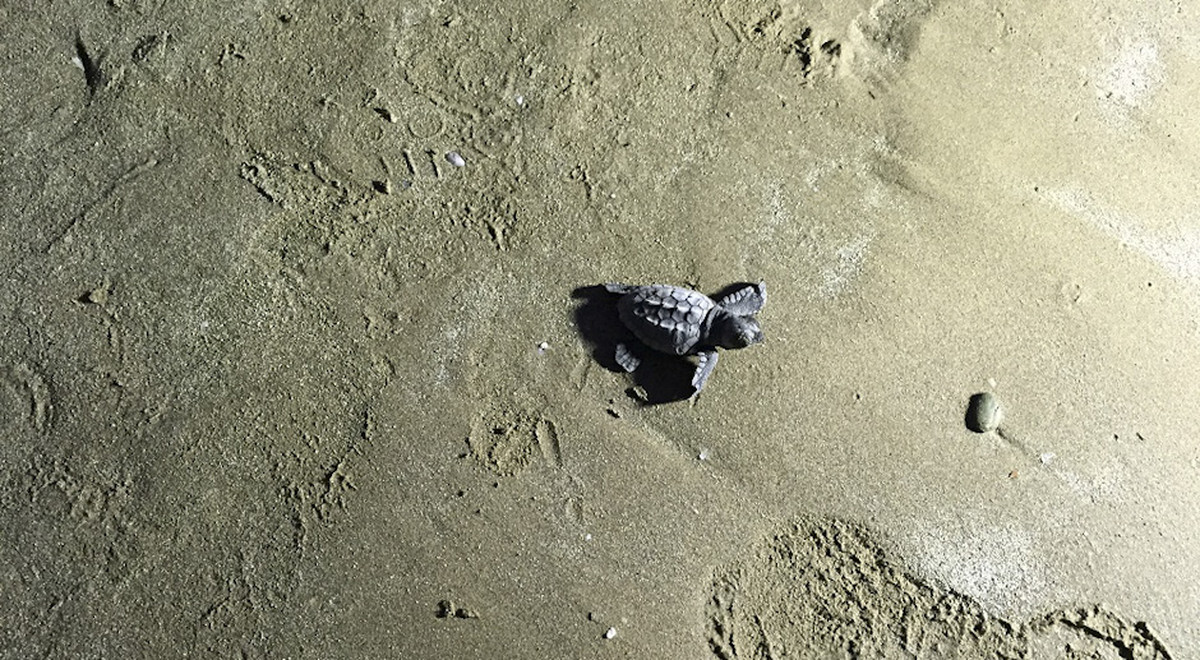 Baby Caretta Carettas Were Released to the Sea