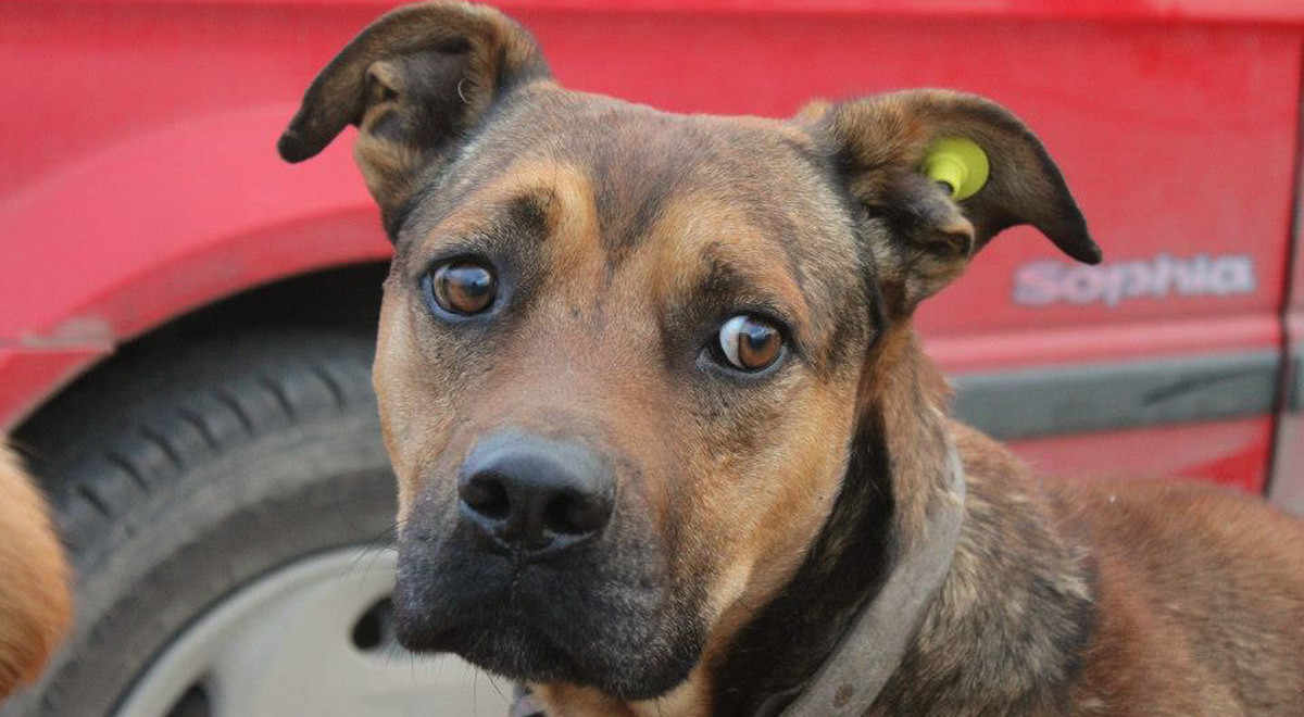 EMU Continues to be an Animal Friendly Campus