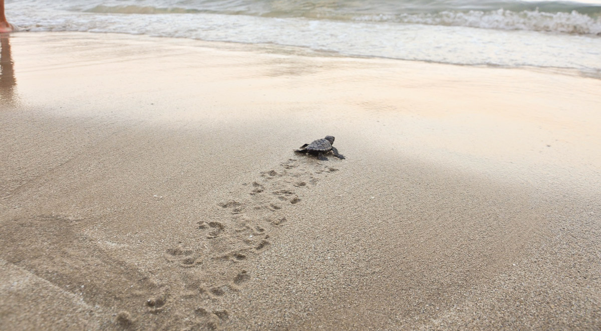 Turtle Hatchlings Released to Sea