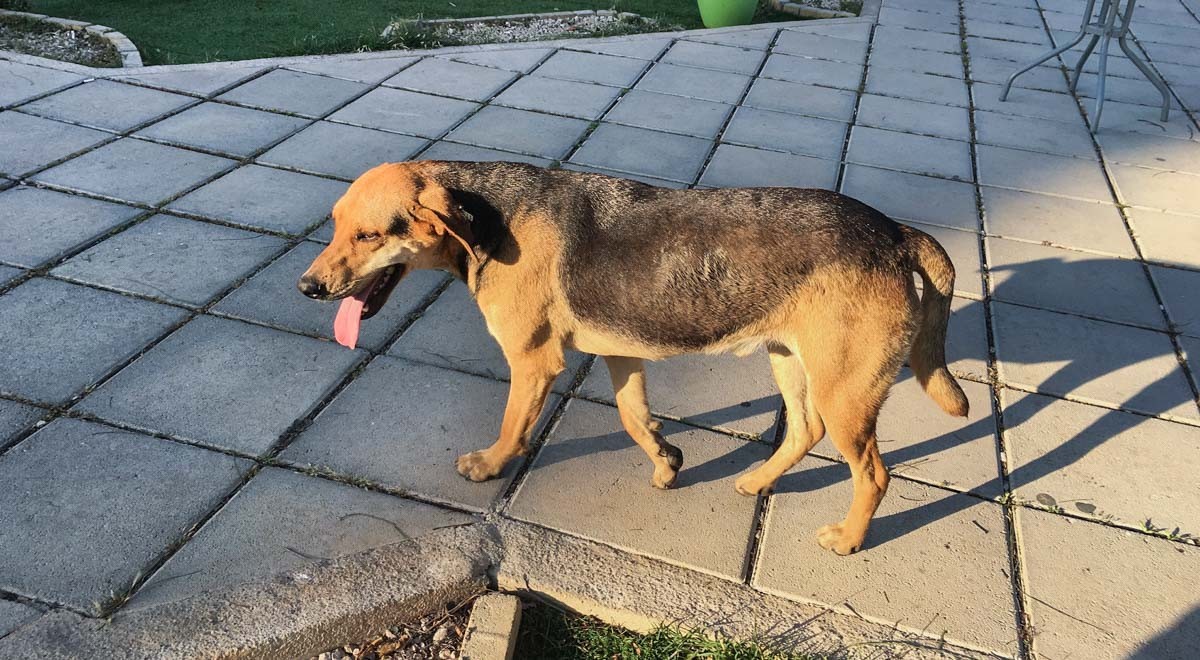 An Animal Friendly Institution