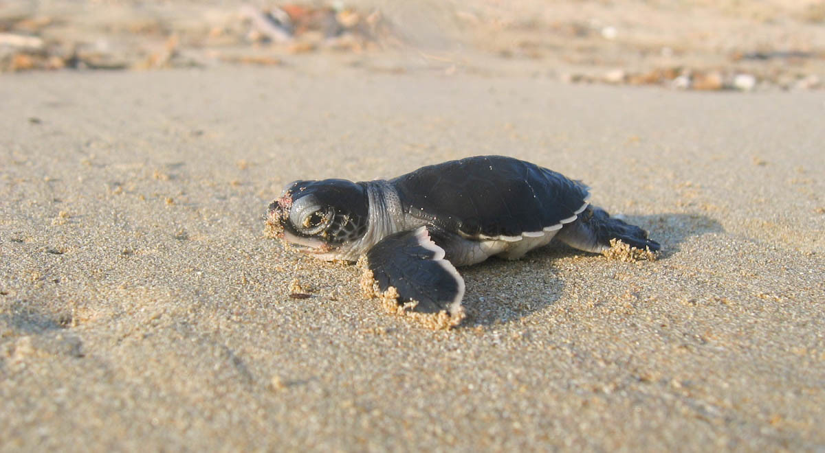 EMU-SAGM Unites Over 11 Thousand Turtles with the Sea