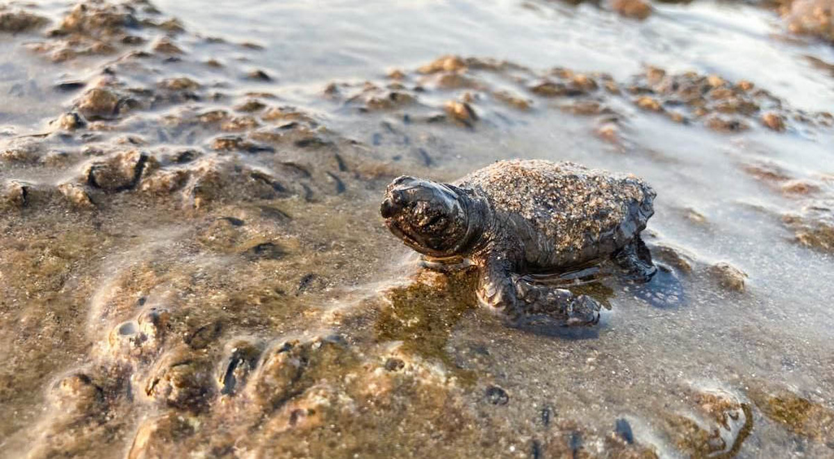 EMU-SAGM Unites Over 12 Thousand Turtles with the Sea