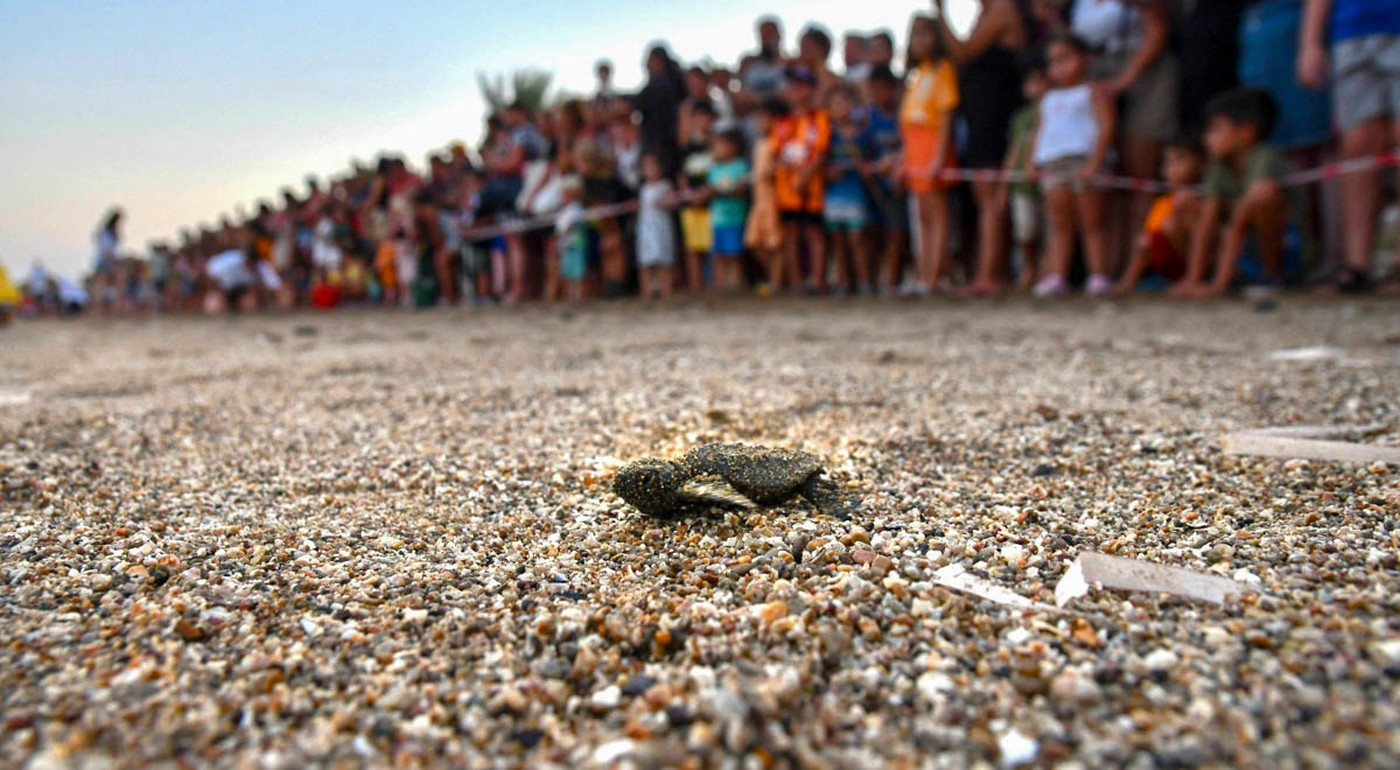 DAÜ SAGM, Deniz Kaplumbağalarının Yaz Sezonu Yavru Salımı İle İlgili Açıklamalarda Bulundu