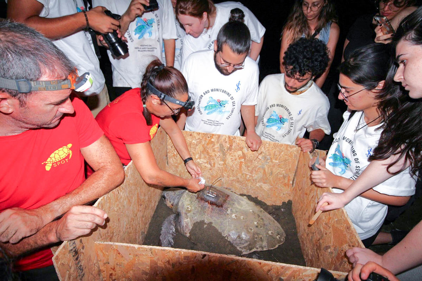 DAÜ-Sagem Ve Spot İş Birliğiyle İki Caretta Caretta’ya Uydu Vericisi Takıldı